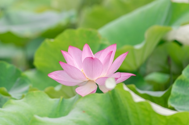 Un fiore di loto rosa su uno sfondo di foglia di loto verde