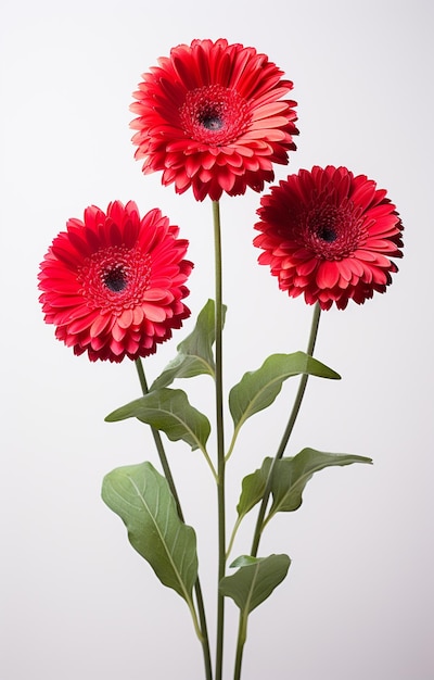 Un fiore di margherita gerbera su sfondo bianco