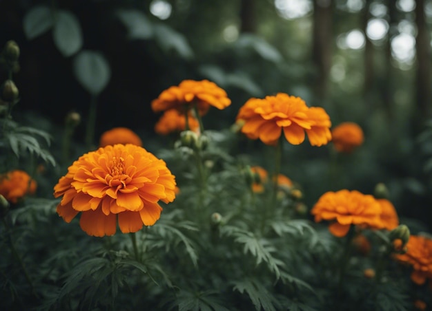 Un fiore di marigold fresco