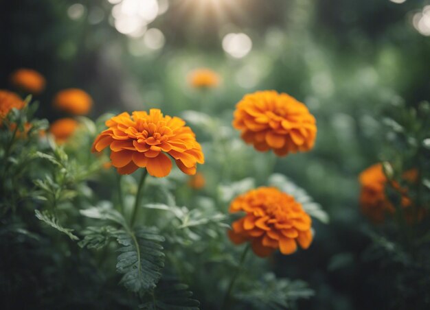 Un fiore di marigold fresco