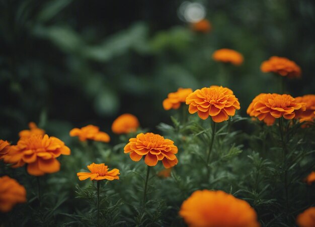 Un fiore di marigold fresco