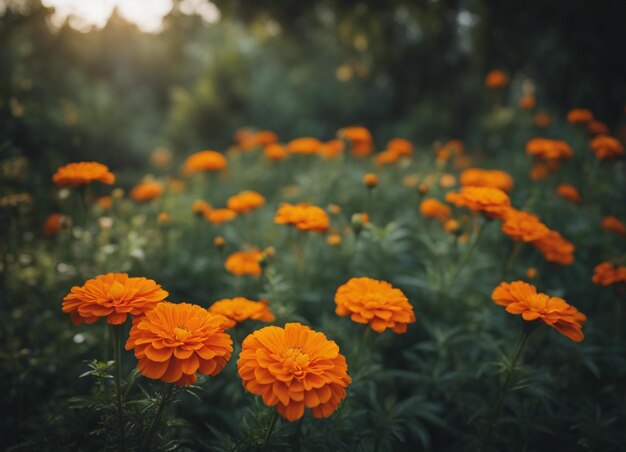 Un fiore di marigold fresco