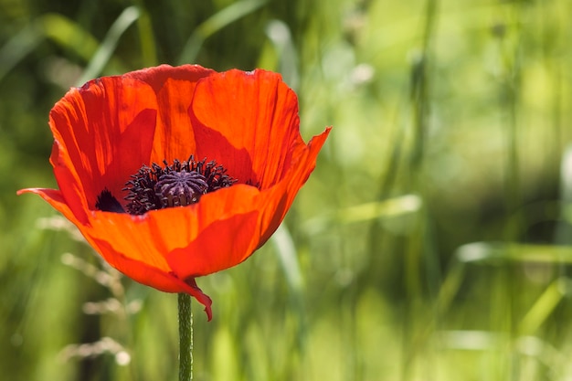 Un fiore di papavero rosso in fiore in una giornata di sole con sfondo di foglie sfocate