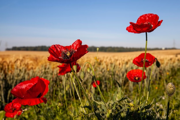 Un fiore di papavero rosso nella stagione primaverile un bel fiore di papavero rosso nel campo in primavera durante la fioritura