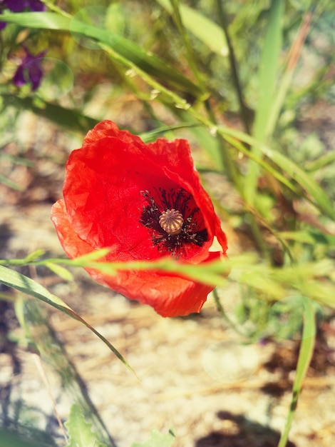 Un fiore di papavero selvatico rosso in un campo si chiuda.