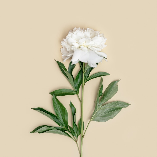 Un fiore di peonia bianco fresco naturale con foglie verdi su sfondo beige pastello