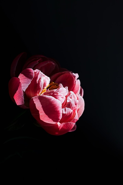 Un fiore di peonia di corallo rosso rosa nel raggio di luce solare su uno sfondo di ombra nera minima con spazio per la copia Composizione floreale Carta da parati botanica o biglietto di auguri Primo piano creativo di speranza o nuova idea di vita