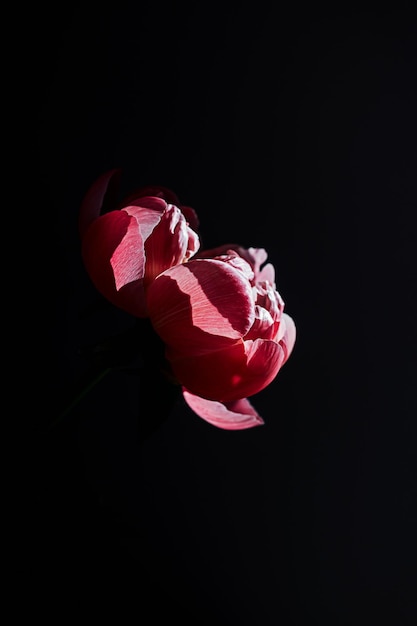 Un fiore di peonia di corallo rosso rosa nel raggio di luce solare su uno sfondo di ombra nera minima con spazio per la copia Composizione floreale Carta da parati botanica o biglietto di auguri Primo piano creativo di speranza o nuova idea di vita