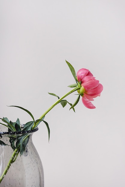 Un fiore di peonia rosa corallo rosso in fiore con foglia verde e stelo in un vaso di vetro su sfondo bianco grigio minimo con spazio per la copia Composizione floreale creativa Carta da parati botanica o biglietto di auguri