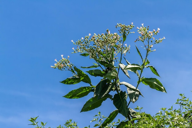 Un fiore di pianta di tabacco a forma di campana in una combinazione di rosa e giallo