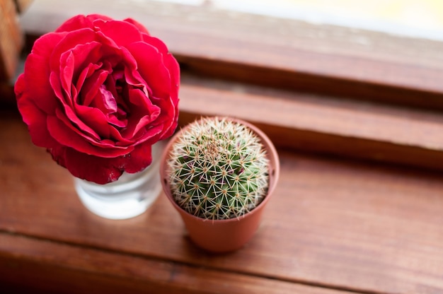 Un fiore di rosa in un bicchiere e un vaso con un cactus con fiori sbiaditi su uno sfondo di legno