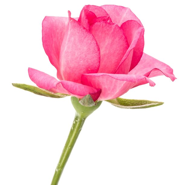 Un fiore di rosa rosa isolato sul ritaglio di sfondo bianco