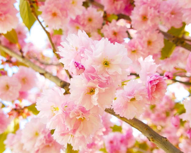 un fiore di sakura rosa pallido in una giornata di sole