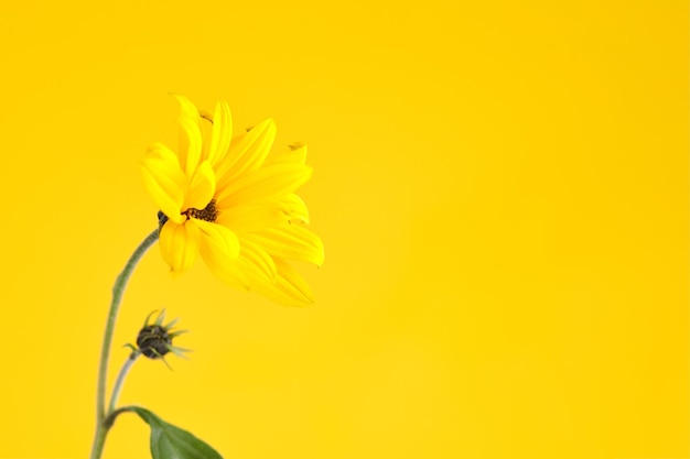 Un fiore di topinambur giallo su sfondo giallo spazio copia a destra singolo topinambur