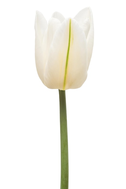 Un fiore di tulipano bianco isolato su sfondo bianco. Natura morta, matrimonio. Vista piana e dall'alto