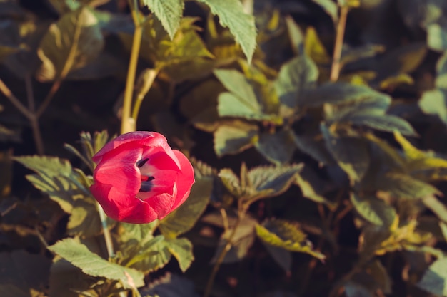 Un fiore di tulipano in un boschetto d'erba.