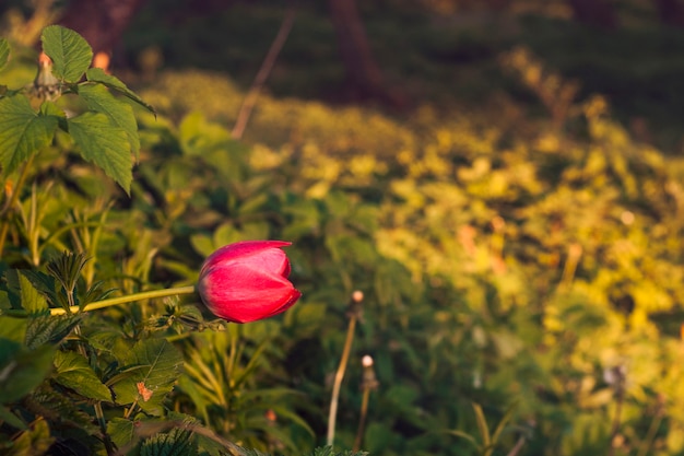 Un fiore di tulipano nasce da un cespuglio d'erba