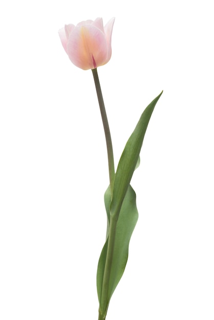 Un fiore di tulipano rosa isolato su sfondo bianco. Natura morta, matrimonio. Vista piana e dall'alto