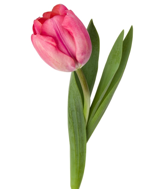 Un fiore di tulipano rosa isolato su sfondo bianco