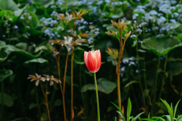 Un fiore di un tulipano rosso su altri fiori.