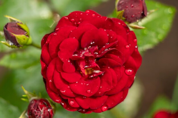 Un fiore di una rosa rossa scura del giardino con il primo piano delle gocce di pioggia