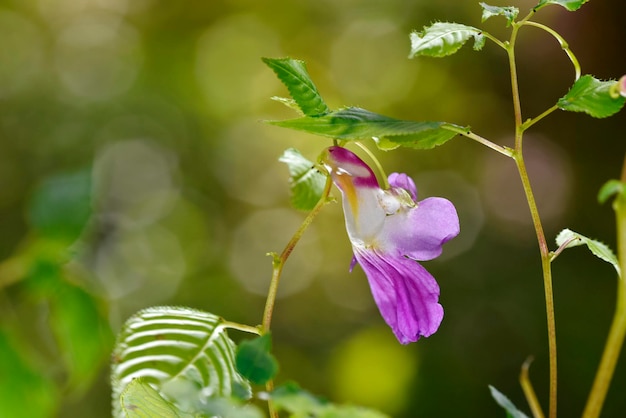 Un fiore è come un pappagallo volante con lo sfondo sfocato a bolle