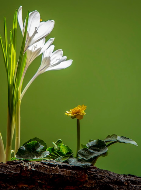 Un fiore è in una fioriera con uno sfondo verde.