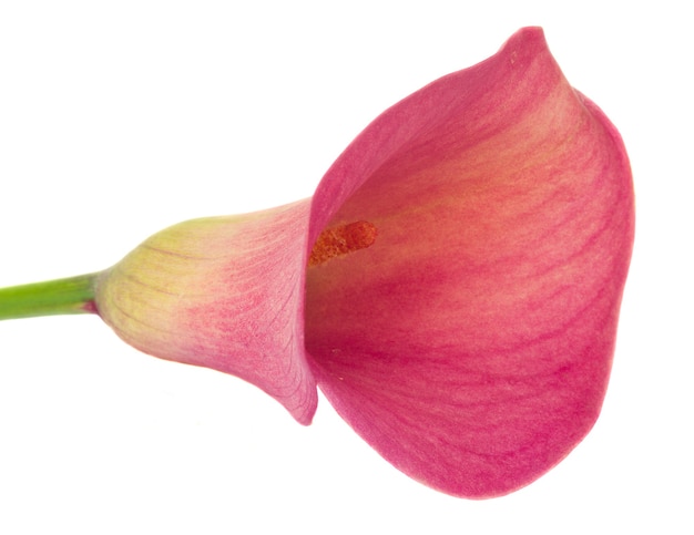 Un fiore fresco di Calla lilly isolato