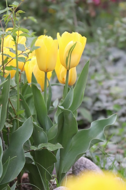 Un fiore giallo con foglie verdi