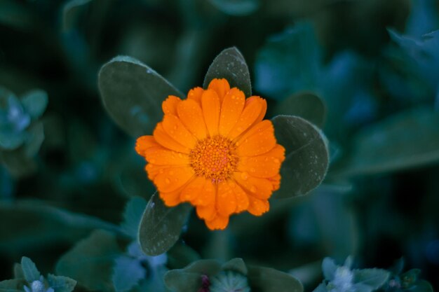 Un fiore giallo con gocce d'acqua su di esso concetto di stagione