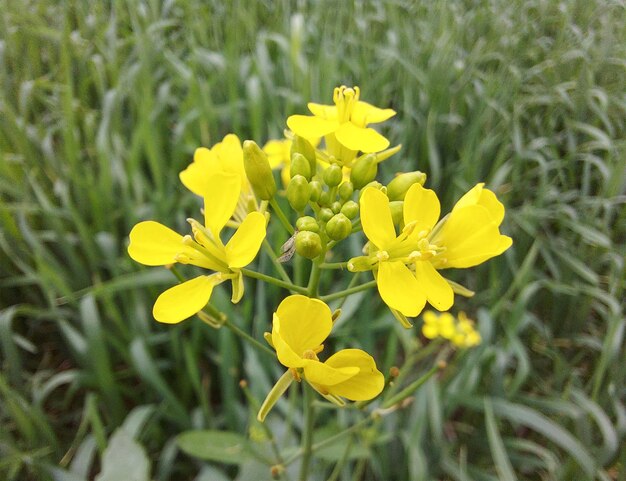 Un fiore giallo con la scritta " on it " in basso.