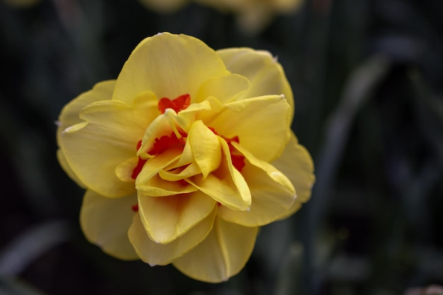 Un fiore giallo con macchie rosse al centro
