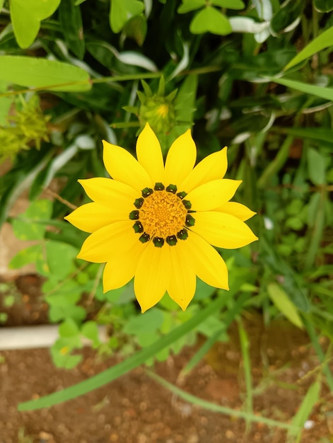 Un fiore giallo con punti neri è al centro del centro.