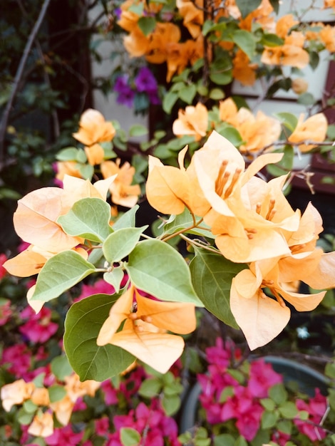 Un fiore giallo con sopra il nome "pom".