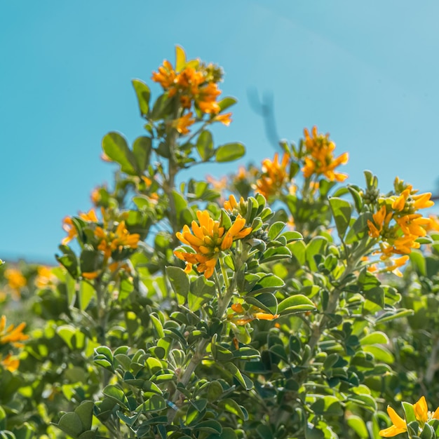 Un fiore giallo con sopra la scritta "su di esso".