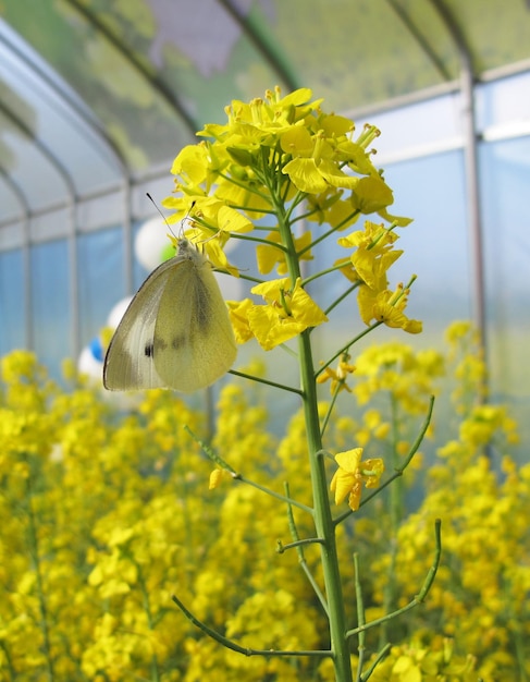 Un fiore giallo con sopra una farfalla