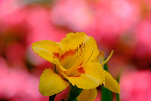 Un fiore giallo con strisce rosse e arancioni