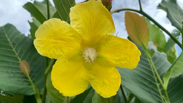 Un fiore giallo con un centro bianco e un centro giallo