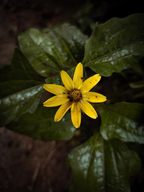 un fiore giallo con un centro nero e il centro è giallo.