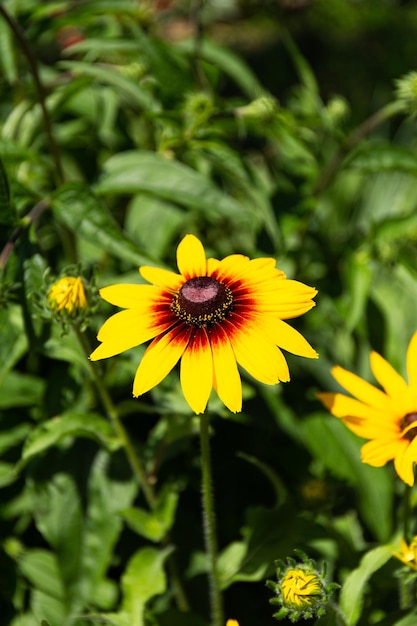 Un fiore giallo con un centro scuro fiorisce nel giardino in primo piano Luce solare a colori