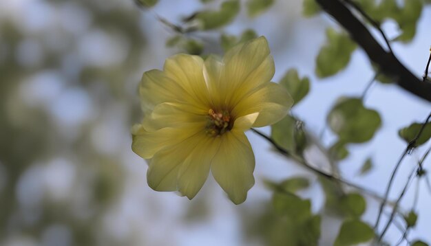 un fiore giallo con uno sfondo verde e la parola bud su di esso