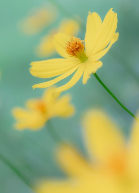 Un fiore giallo con uno sfondo verde