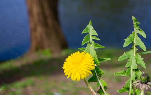 Un fiore giallo è in primo piano di un albero.