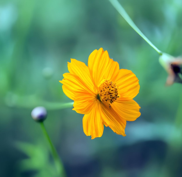 Un fiore giallo è nell'erba e il fiore è in primo piano.