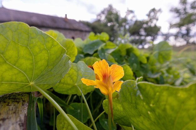 Un fiore giallo in un campo di foglie