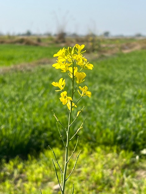 Un fiore giallo in un campo di verde