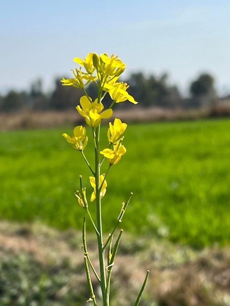 Un fiore giallo in un campo