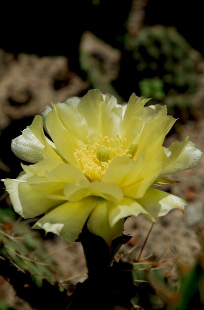 Un fiore giallo nel deserto