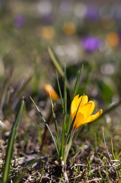 Un fiore giallo nell'erba con sopra la parola crocus