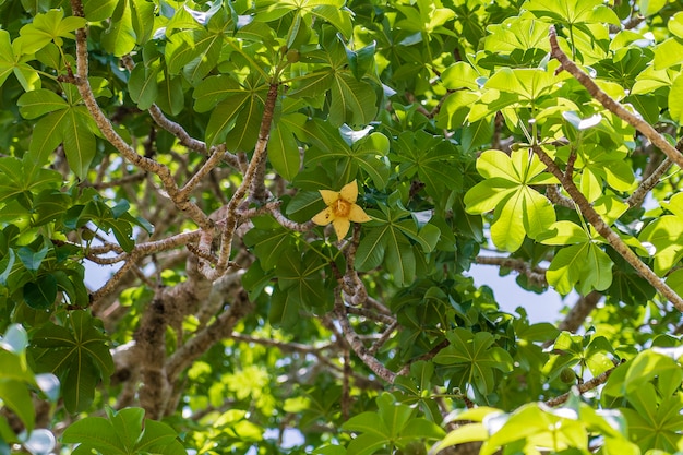 Un fiore giallo su un baobab con foglie verdi in background in una giornata di sole sull'isola di Zanzibar, Tanzania, Africa